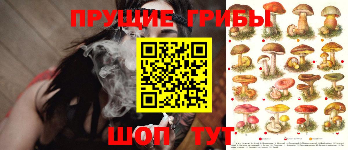 Псилоцибиновые грибы Psilocybine cubensis Ипатово